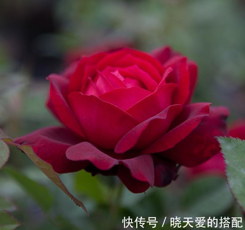 花友|月季品种中的两朵奇葩,一个开花不像月季像荷花,一个妈妈最爱