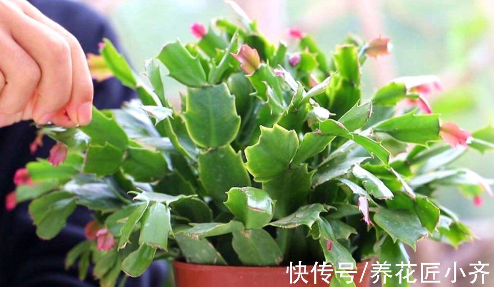 一茬花|想要蟹爪兰花后继续开,做好“2掐3足”,持续开花到夏季