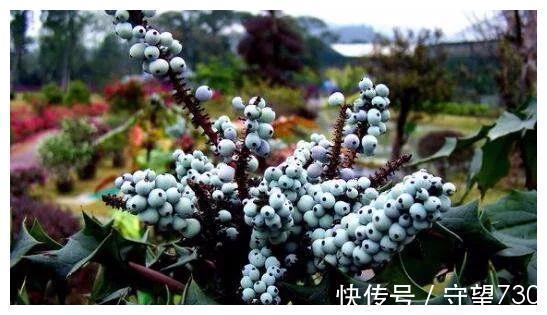 民间|十大功劳,一种神奇的民间草药!学会妙用,不止10种功效!