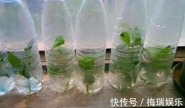 叶片|“塑料瓶”竟是养花神器,学会“4种”用法,一生受用、养花旺