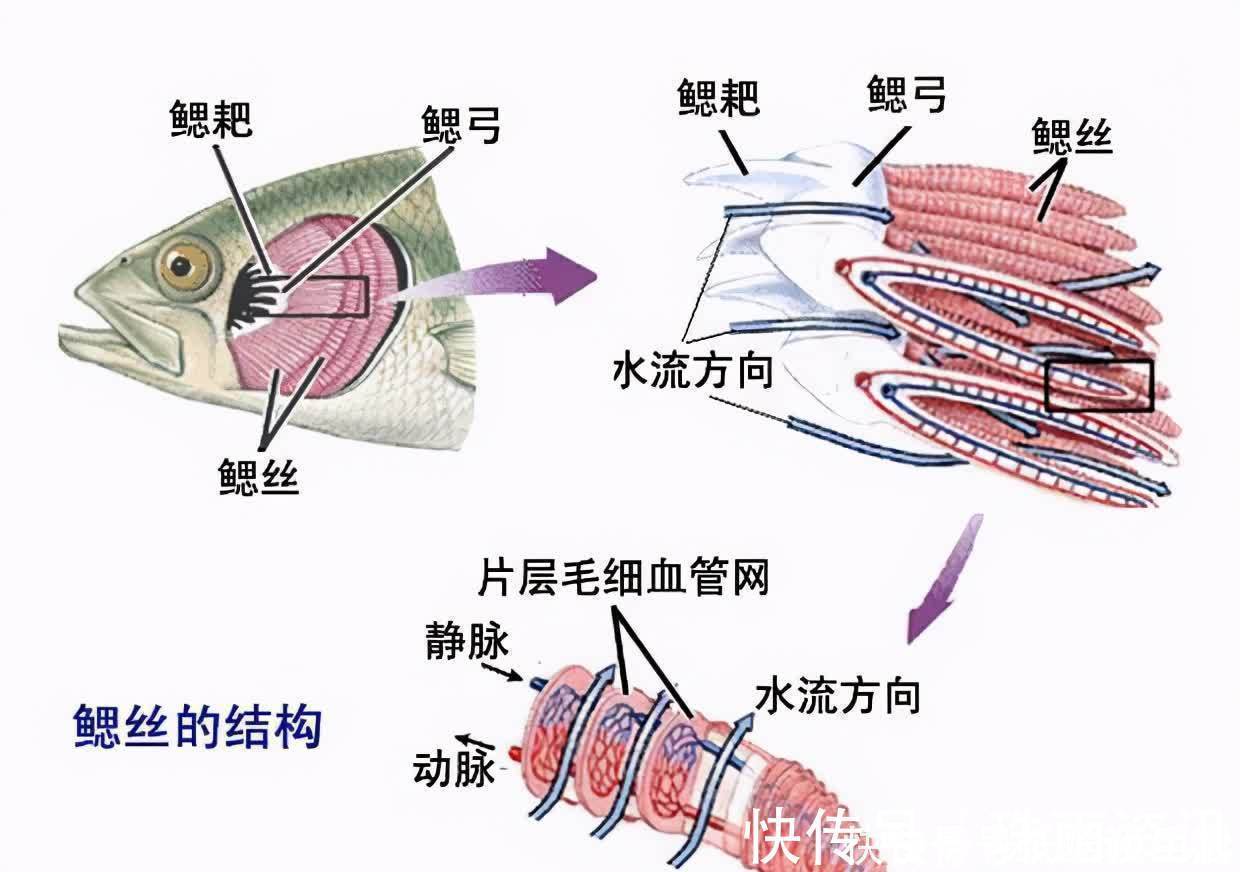 高手在民间,闽北神奇弓鱼术,能让鱼离水几天不死,是真的吗?
