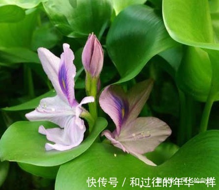 此花宛如一双灵动的眼睛，十分独特奇异，代表着至死不渝的爱