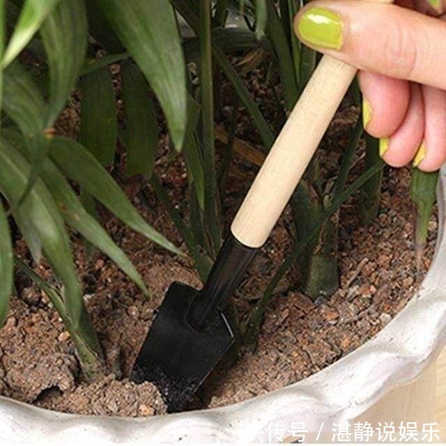 烂根|给花淋雨也要讲究方法,不然到盆里的都会变成“催命水”!