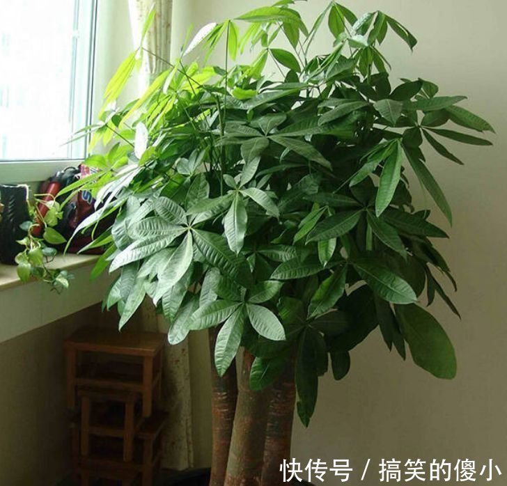 贺望兰|客厅最适合养3种花,旺人又聚财,四季常青,生机有活力