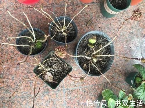 7种花冬天要“春化”，必须冻满1个月，不然落花落蕾不开花！