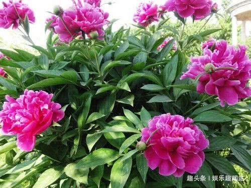 家中养花就养这四种花,赏心悦目还吉利,屋子更是飘满花香