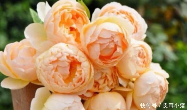 家中养花,试试3种漂亮的花,水果花香,四季开花不断,喜爆盆