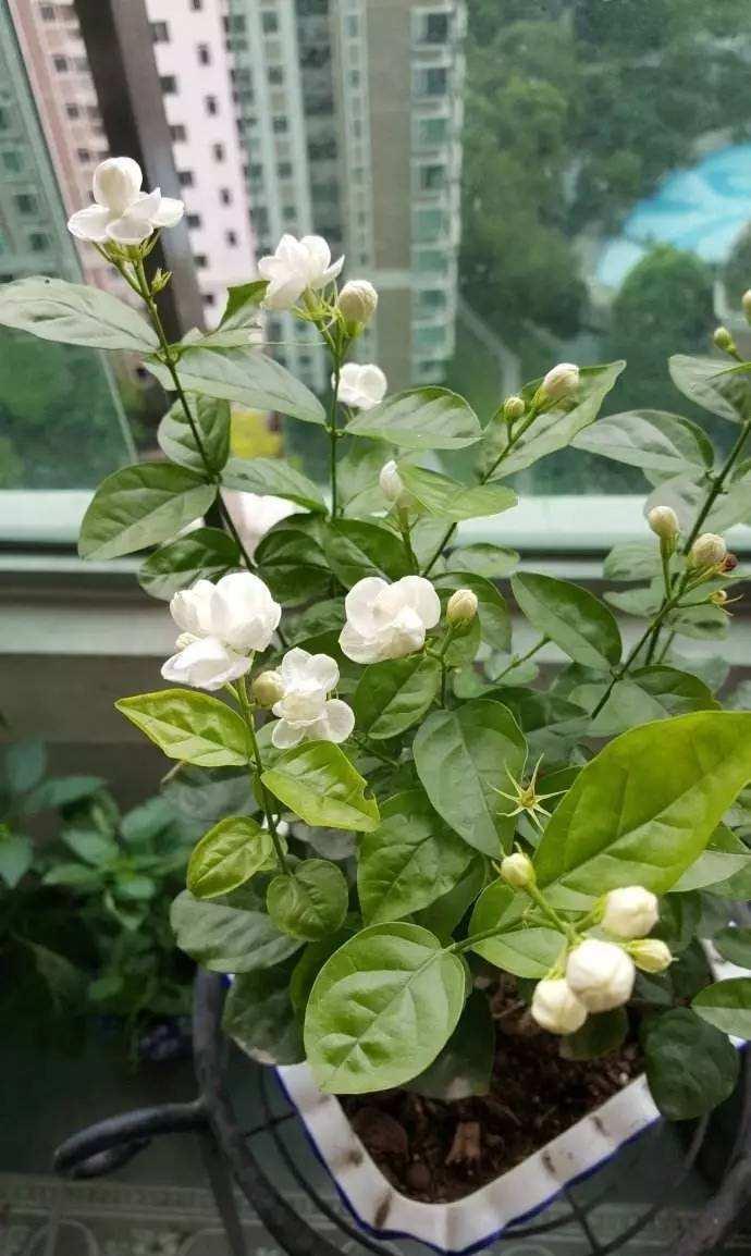 7种“娇气花”,10度还不拿屋里去,几天就冻死,只剩空花盆
