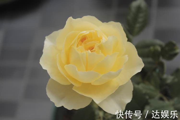 喜欢养花,不如养盆鸡冠花,养花就养花朵大的,花开色彩艳丽