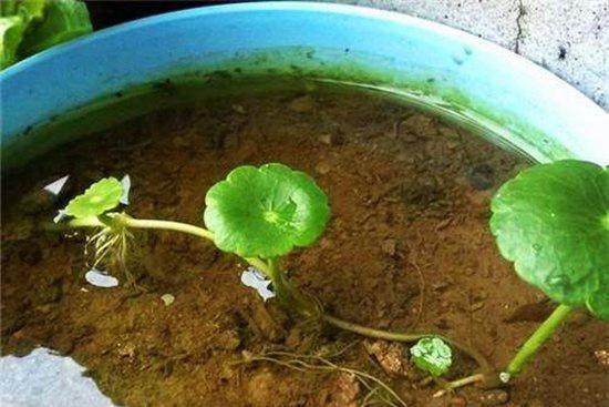 盆栽|3种“招财花”,掐个叶子养1盆,旺运又招财,日子越过越好