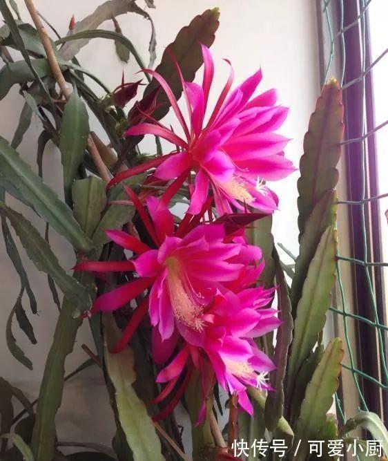 两米高|2种花,20个大花苞一起开,一个白天开,一个夜晚开美死了