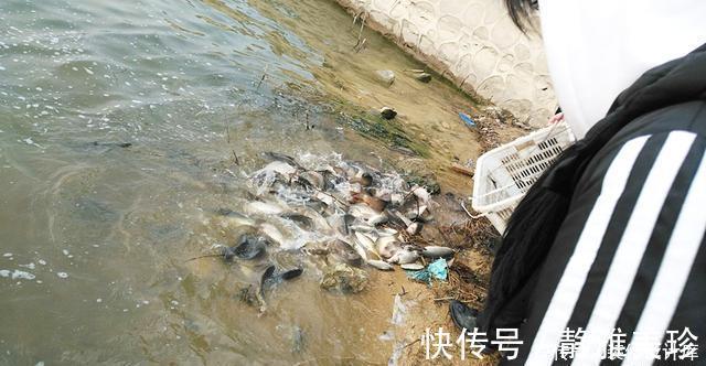 钓友|前脚放生鱼入水，后脚钓友下杆垂钓！垂钓者：我这是保护环境