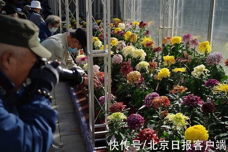 盆景|北海赏菊！北京市第42届菊花展开幕，设单向游览路线