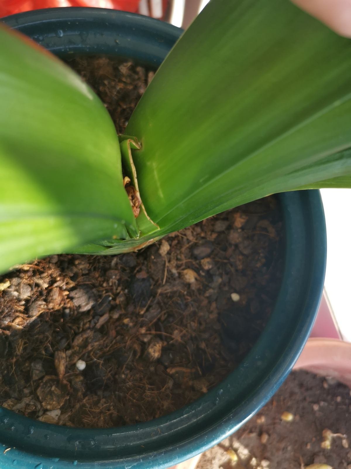 养花换下的旧土别扔，3招让土肥的流油，省下一笔养花钱