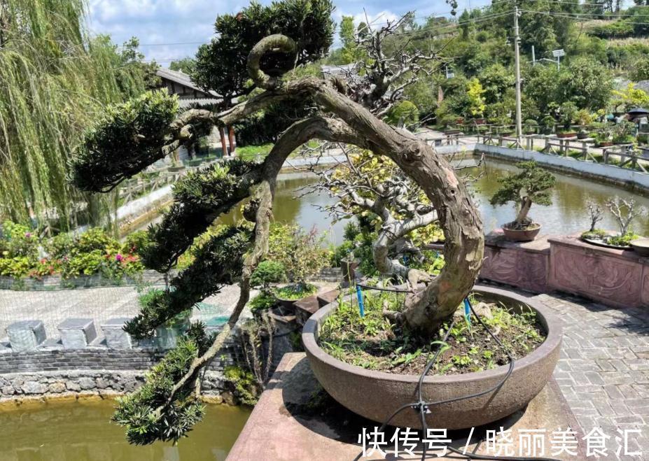 家庭盆景：镇宅又招财的罗汉松，日常打理该多注意这4点