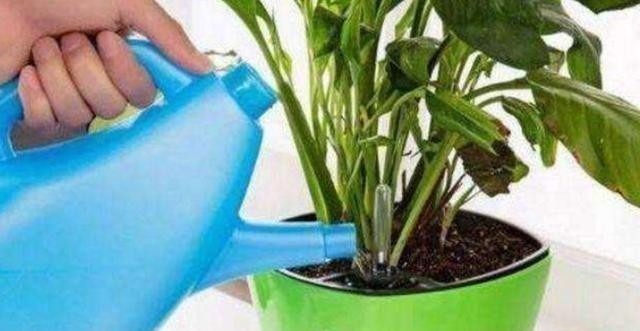 养花浇水容易“阴阳水”,教你3个小技巧,一次就浇透让花喝个够