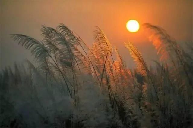  可好|秋末冬初，约一场芦苇花开，可好？