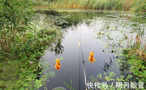 颗粒|野钓大鱼用饵技巧,对比蘸米钓和麻团钓,用这几招,小鱼群钓大鱼