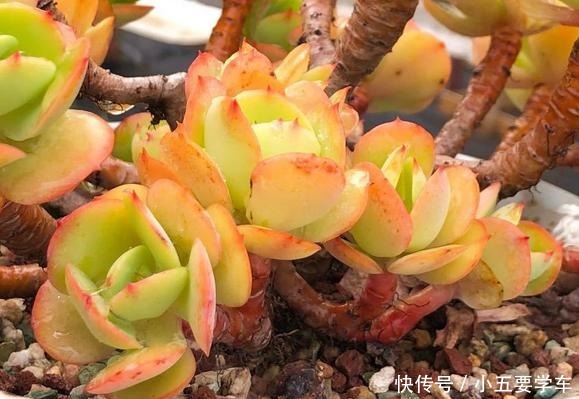 碧桃今年和去年对比,差别可不是一般大,希望一年比一年美!