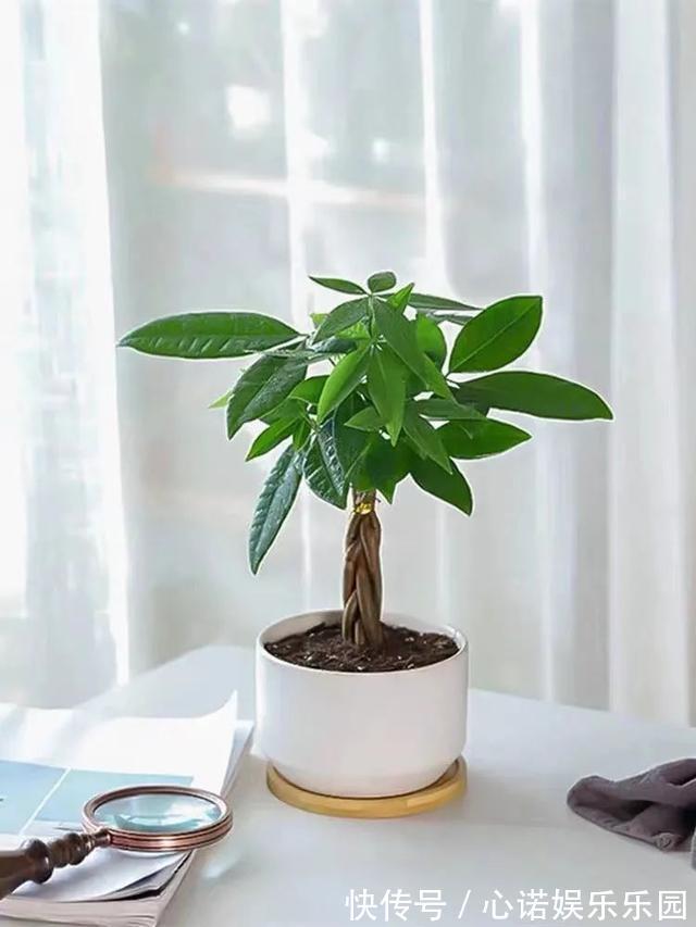 五种小盆栽,耐阴又好养,办公室养几盆,增财运、旺事业