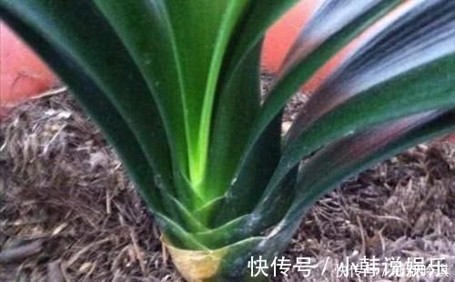 松树皮|一种“万能土”,养花的人抢着挖,养兰花、君子兰杠杠滴