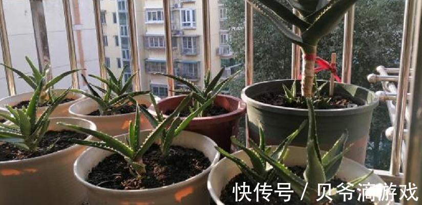 花友们|该怎么种植“家庭小药箱”芦荟？多注意4点，茎叶肥美多汁