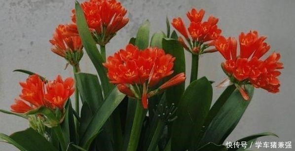植株|入秋如何给君子兰强根偷学3点技巧,换盆后蹭蹭窜新叶!