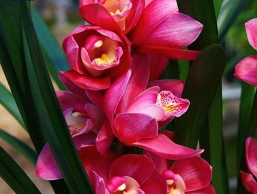 玫瑰|美过荷花,香过桂花,一年四季花开不断,连玫瑰都自愧不如