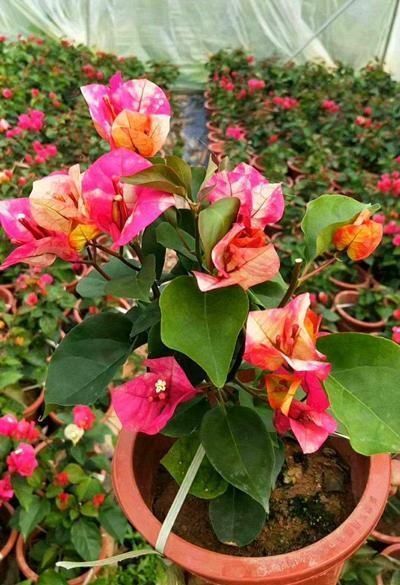 重瓣花中的佼佼者,3种特殊的复色花,开花后实在惊艳夺目