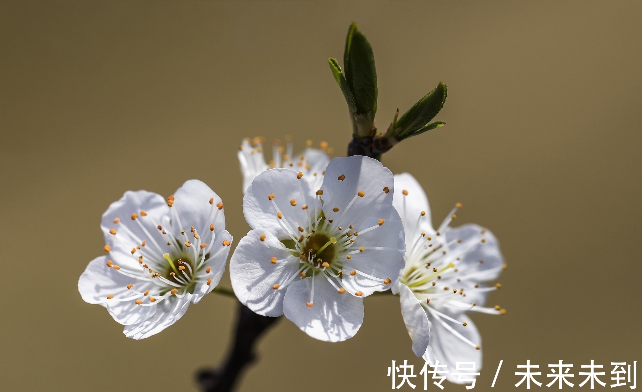 佳作$情诗八首,其中一首是梁武帝萧衍的五言佳作,您喜欢吗