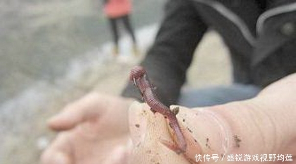 蚯蚓的挂钩方法不同，垂钓的效果有很大差别