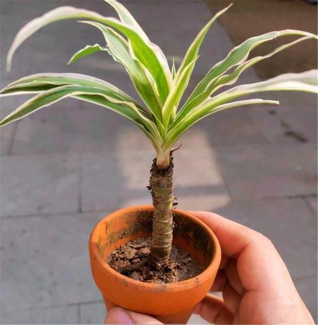 6种便宜花,用心养一年,麻雀变凤凰,越养越精贵