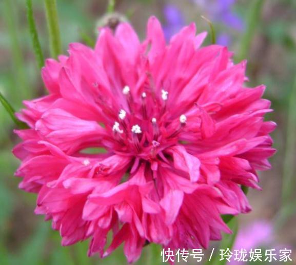 种花|“2种花”怎么折腾都不死,客厅养一盆,花朵一天比一天多