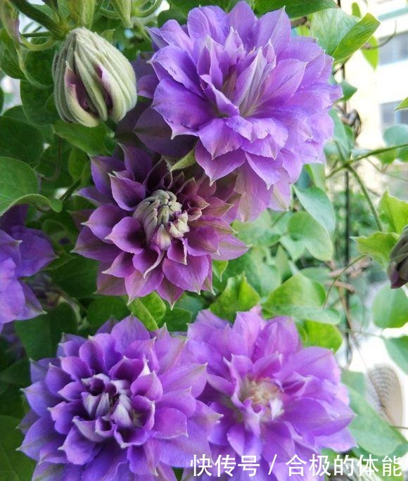 她在小院子里种了一种花,开花独特又漂亮,路人都说“头回见”!