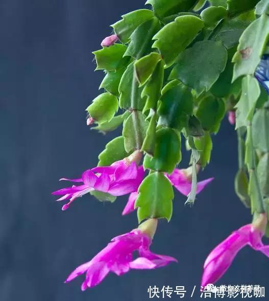 养了10年的蟹爪兰,发现是“假蟹爪兰”,却比真的还好看!