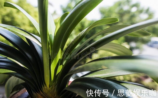 叶子|君子兰有3个症状,及时处理,否则花期不开花