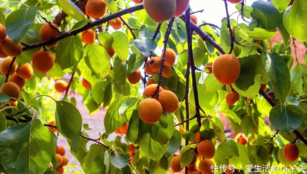 夏季|夏季的色彩，不仅仅是一抹绿，诗词里的夏天五彩斑斓