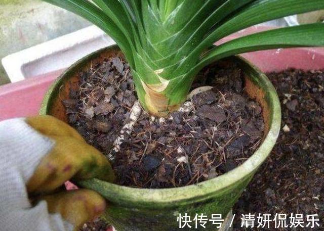 烂根|入秋后，给君子兰换盆，土壤里加“2种颗粒”，1年不烂根、不黄叶