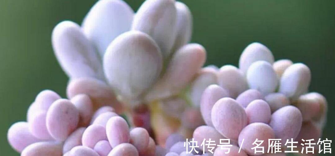 多肉|不怕晒的多肉有哪些?容姐给你推荐7种,看你喜欢哪种?