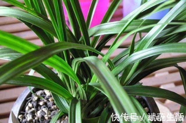 妙招|兰花即将进入发新苗的好时间,掌握4个“妙招”,苗数能翻倍!
