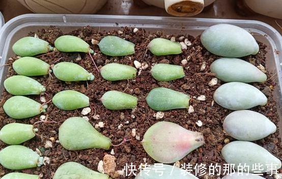 家里没矿的肉友教你一招成为多肉大户，保你一看就会