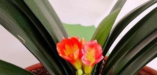 君子兰怎么养开花多,关注这些,年年开花红艳艳