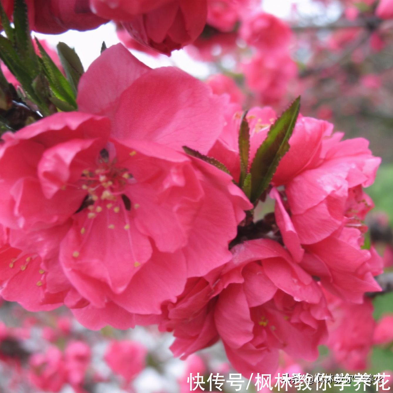 春季花卉市场销量最大的6款开花类盆栽，你知道吗