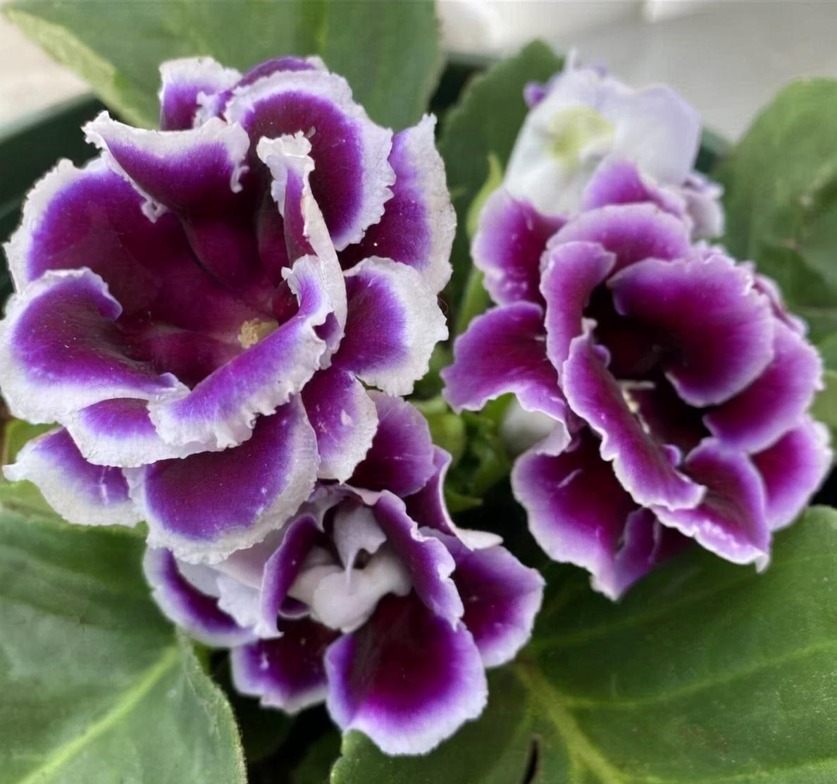 大岩桐怎么养?记住3招,花朵大又美、四季有花、姹紫嫣红