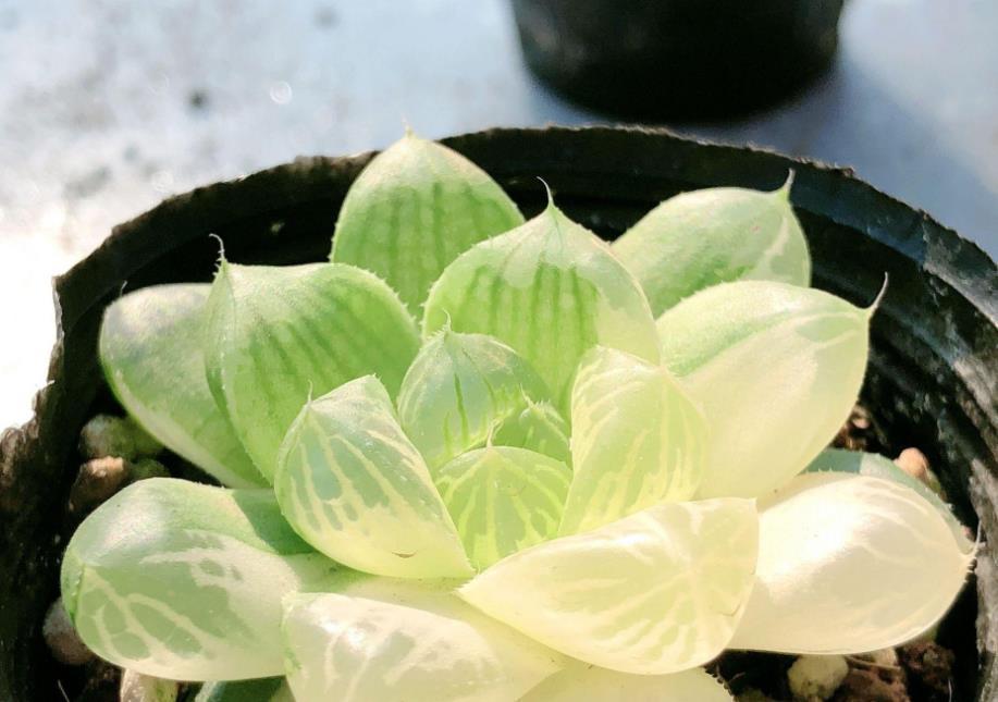 叶子|6月养玉露,这么干就能让叶子水灵灵、肥嘟嘟,长满盆