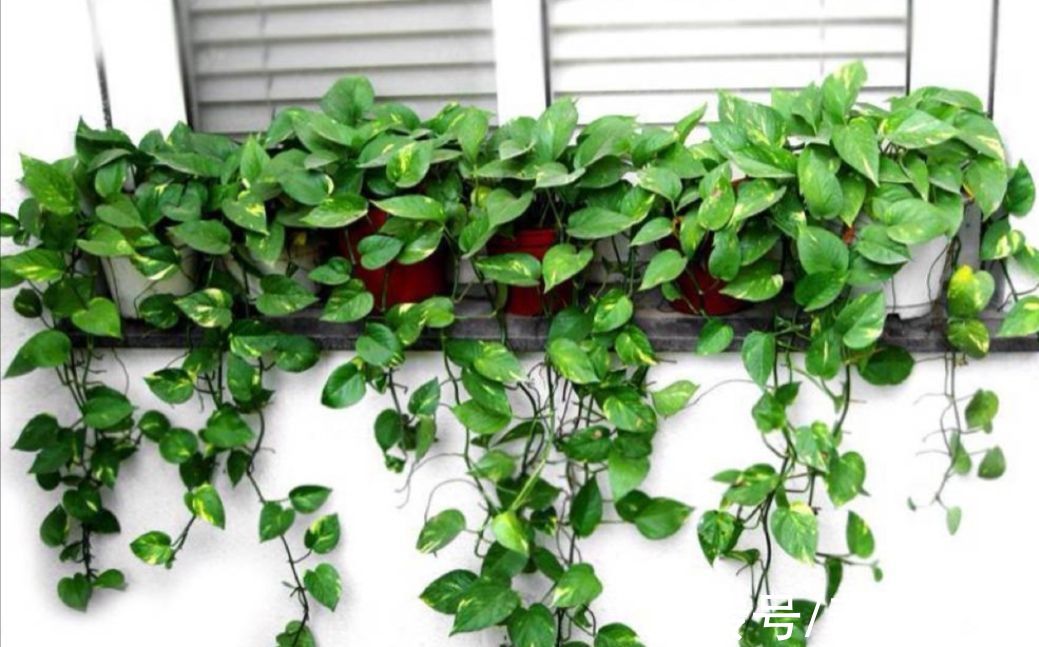 室内适合养6种“健康植物”，漂亮又新鲜，没有光照也能养好