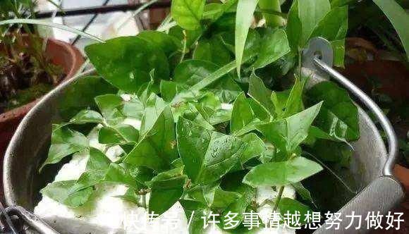 太阳花|5种花开完后，剪下的枝条不要扔，活性高适合扦插，一插一大盆