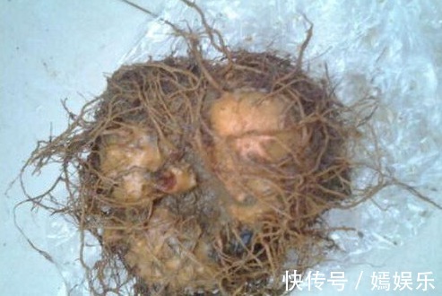 一片叶子养了十几盆,叶子翠绿花儿姹紫嫣红,美丽动人