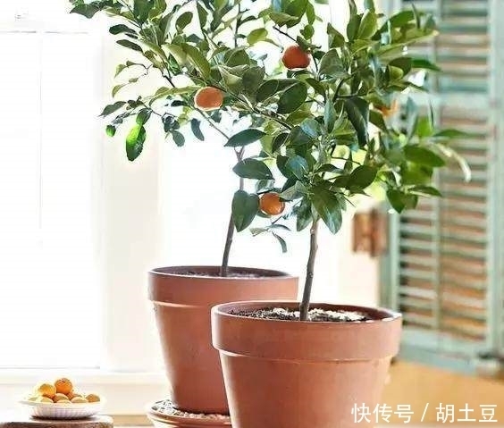 送给你实用的养花秘籍——盆栽柠檬的养护秘籍，简单实用花香四溢