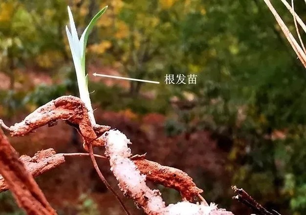 根系|兰花新芽太多怎么办？发几个新芽才最合适？摘芽三要点要记住